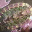 Lined chiton in Duxbury Reef SMCA