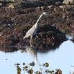 Great blue heron in Duxbury Reef SMCA
