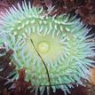 Giant green anemone in a tidepool at Duxbury Reef SMCA