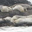 Harbor seals in Duxbury Reef SMCA