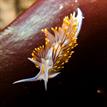 Opalescent nudibranch in Duxbury Reef SMCA