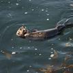 Sea otter at Edward F. Ricketts SMCA