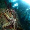 Giant-spined sea star and bat star in Edward F. Ricketts SMCA