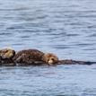 Sea otters in Elkhorn Slough SMCA