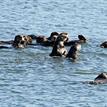Sea otters in Elkhorn Slough SMR