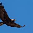 Golden eagle near Elkhorn Slough SMR