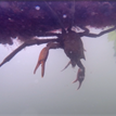 Northern kelp crab in Drakes Estero SMCA