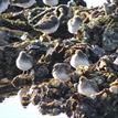 Least sandpipers on oyster racks in Drakes Estero SMCA