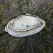 Pacific gaper clam in Estero de San Antonio SMRMA
