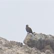 A bald eagle at False Klamath Rock