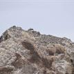 Common murres on False Klamath Rock