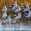 American avocets in the Famosa Slough SMCA (No-Take)