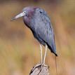 A little blue heron in the Famosa Slough SMCA (No-Take)