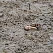 Fiddler crabs in the Famosa Slough SMCA (No-Take)
