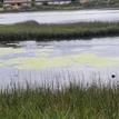 Green algae in the Famosa Slough SMCA (No-Take)
