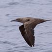 Red-footed booby at Footprint SMR