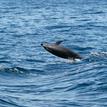 Common bottlenose dolphin at Footprint SMR