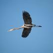 Great blue heron at Goleta Slough SMCA (No-Take).