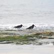 American/black oystercatcher hybrids on surfgrass, Gull Island SMR