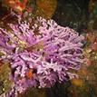 Purple hydrocoral and strawberry anemones, Gull Island SMR