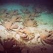 A consortium of sheep crabs at Gull Island SMR