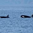 Orcas at Harris Point SMR
