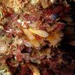 Lightbulb tunicates, San Miguel Island Special Closure