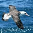 Laysan albatross at Judith Rock SMR