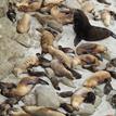 California sea lions at San Miguel Island Special Closure