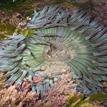 Sunburst anemone and coralline algae in Kashtayit SMCA