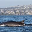 Fin whale in Laguna Beach SMR