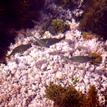 Zebra perch, sea chub, coralline algae at Laguna Beach SMCA