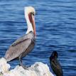 Brown pelican and Brandt's cormorant, Lover's Cove SMCA