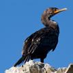 Double-crested cormorant, Lover's Cove SMCA