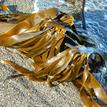 Stalked kelp at MacKerricher SMCA