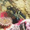 Anemones and China rockfish, MacKerricher SMCA