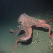 Giant Pacific octopus near Mattole Canyon SMR