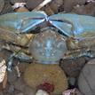 Flattop crab in Montara SMR