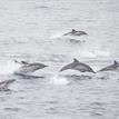 Long-beaked common dolphins in Montara SMR
