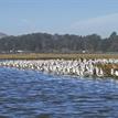 Flock of American avocets on the estuary mudflat, Morro Bay SMR