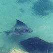 Bat ray in Morro Bay SMRMA