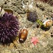 Purple sea urchins, chestnut cowries, and a bat star in Naples SMCA