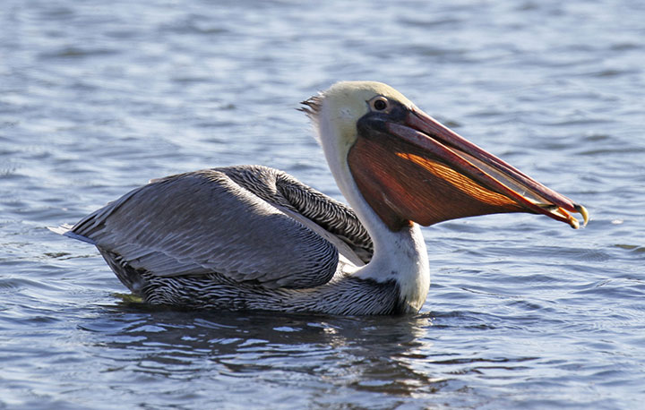 brown pelican floating in water
