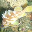Gopher rockfish in Naples SMCA