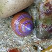Jeweled top snail in Natural Bridges SMR