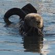 Sea otter at Natural Bridges SMR