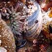 Anemones, abalone, and barnacles in Natural Bridges SMR tidepool