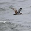 Pink-footed shearwater in North Farallon Islands SMR