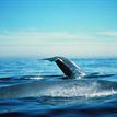Blue whales in North Farallon Islands SMR