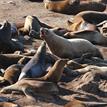 Steller sea lions in North Farallon Islands Special Closure